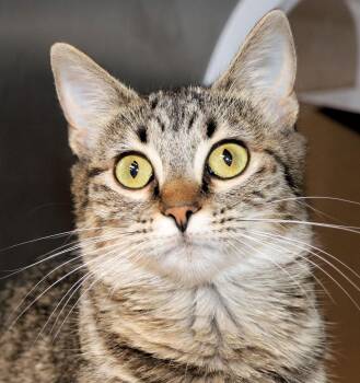 Misty -  Domestic Short Hair Cat for Adoption in Cincinnati, Ohio - Misty | PetCurious