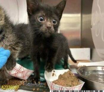 Parker -  Domestic Short Hair Cat for Adoption in Cincinnati, Ohio - Parker | PetCurious