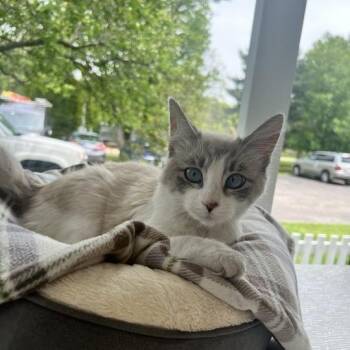Ragdoll Cats Available for Adoption in Riverwoods, Illinois - Barbie | PetCurious