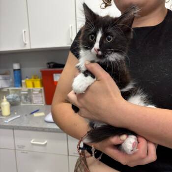 Henry -  Domestic Medium Hair Cat for Adoption in Spokane, Washington - Henry | PetCurious