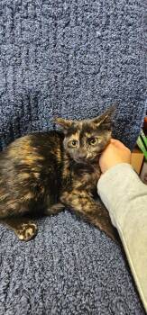 Layla -  Domestic Short Hair Cat for Adoption in Greensburg, Indiana - Layla | PetCurious