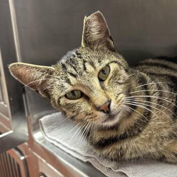 Domestic Short Hair Cats Available for Adoption in Buffalo, New York - Ulices | PetCurious