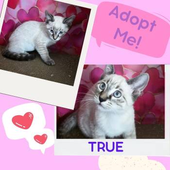True ( Tara) -  Siamese Cat for Adoption in Vacaville, California - True ( Tara) | PetCurious