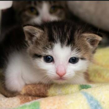 Cypress -  Domestic Short Hair Cat for Adoption in Indiana, Pennsylvania - Cypress | PetCurious