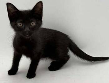 Jori -  Domestic Short Hair Cat for Adoption in Bowling Green, Kentucky - Jori | PetCurious