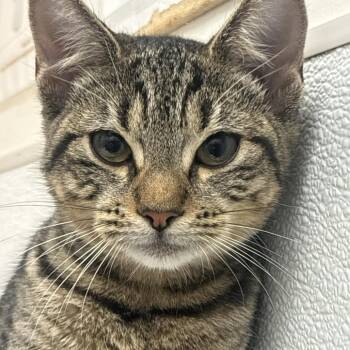 Viking -  Domestic Short Hair Cat for Adoption in Philadelphia, Pennsylvania - Viking | PetCurious