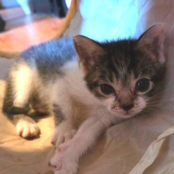 Rescue Domestic Short Hair Cats for Adoption in Springboro, Ohio - Opal | PetCurious