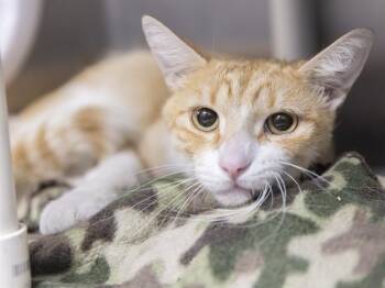 SALMON -  Domestic Short Hair Cat for Adoption in Phoenix, Arizona - SALMON | PetCurious
