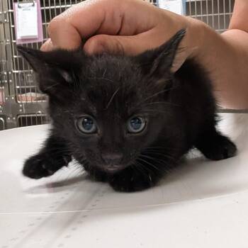 Disco -  Domestic Short Hair Cat for Adoption in Titusville, Florida - Disco | PetCurious