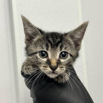 Red Rover -  Domestic Short Hair Cat for Adoption in Abilene, Texas - Red Rover | PetCurious