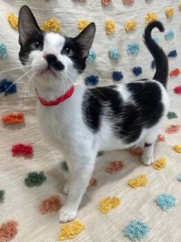 Samantha PA -  Domestic Short Hair Cat for Adoption in Denham Springs, Louisiana - Samantha PA | PetCurious