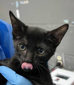 Rescue Domestic Short Hair Cats for Adoption in Fort Worth, Texas - Enid | PetCurious