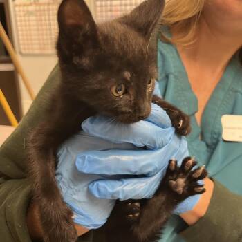 Gackson -  Domestic Short Hair Cat for Adoption in Durango, Colorado - Gackson | PetCurious