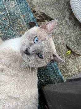 Artemis: Not at the shelter (Erica) -  Snowshoe Cat for Adoption in Rustburg, Virginia - Artemis: Not At The Shelter (Erica) | PetCurious