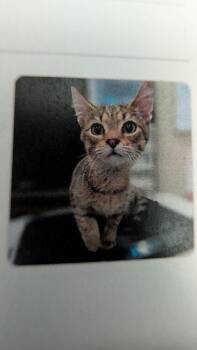 Imagine -  Domestic Short Hair Cat for Adoption in Parker, Colorado - Imagine | PetCurious
