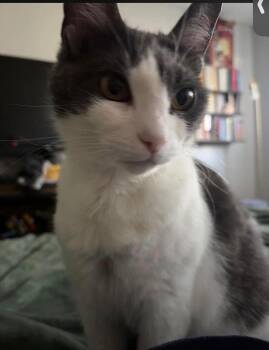 Ham -  Domestic Short Hair Cat for Adoption in Eureka, California - Ham | PetCurious