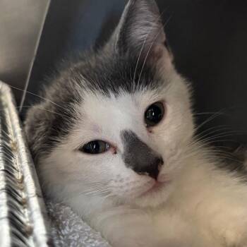 Crackle -  Domestic Short Hair Cat for Adoption in Chicago, Illinois - Crackle | PetCurious