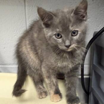 Wanda Maximoff -  Domestic Medium Hair Cat for Adoption in Greenville, South Carolina - Wanda Maximoff | PetCurious