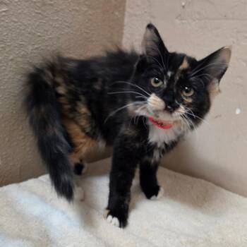 Sue Ann - Chino Hills Location -  Domestic Long Hair Cat for Adoption in Chino Hills, California - Sue Ann - Chino Hills Location | PetCurious