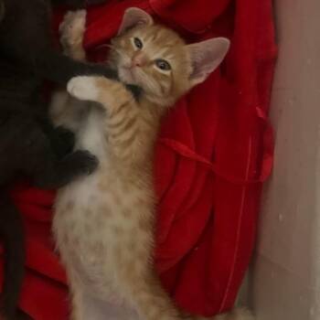 Blaze -  Domestic Short Hair Cat for Adoption in Los Angeles, California - Blaze | PetCurious