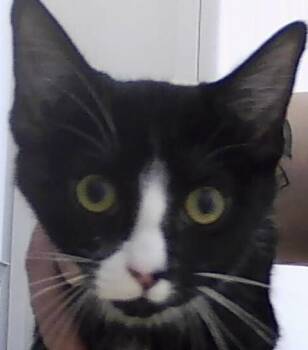 Jillian -  Domestic Short Hair Cat for Adoption in Dayton, Minnesota - Jillian | PetCurious