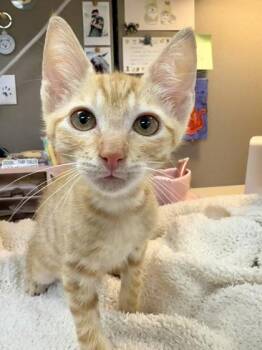 Teeny -  Domestic Short Hair Cat for Adoption in Honolulu, Hawaii - Teeny | PetCurious
