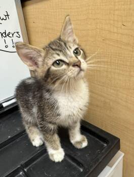 Matlock -  Tabby Cat for Adoption in Albuquerque, New Mexico - Matlock | PetCurious
