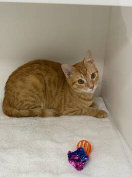 Trix -  Domestic Short Hair Cat for Adoption in Greenfield, Indiana - Trix | PetCurious