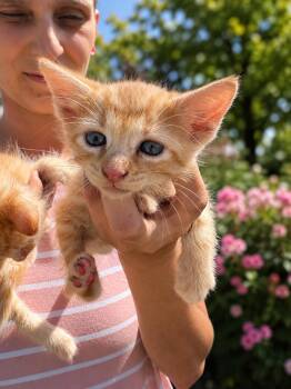 Henry -  Tabby and Domestic Medium Hair Cat for Adoption - Henry | PetCurious