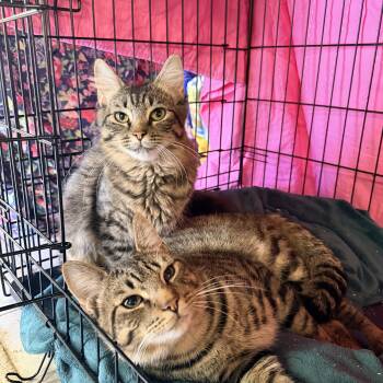 Marsha and Harvey -  Domestic Long Hair Cat for Adoption in Bellmawr, New Jersey - Marsha And Harvey | PetCurious