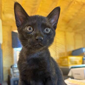 Doc Martens -  Domestic Short Hair Cat for Adoption in Park Falls, Wisconsin - Doc Martens | PetCurious