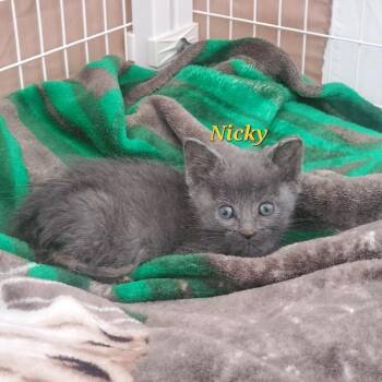 Merlin -  Domestic Short Hair Cat for Adoption in Diamond Springs, California - Merlin | PetCurious