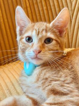 Burrata -  Domestic Short Hair Cat for Adoption in Honeoye, New York - Burrata | PetCurious