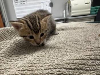 Tina Turner -  Domestic Short Hair Cat for Adoption in Pequot Lakes, Minnesota - Tina Turner | PetCurious