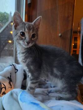 Duncan -  Domestic Short Hair Cat for Adoption in Sioux Falls, South Dakota - Duncan | PetCurious