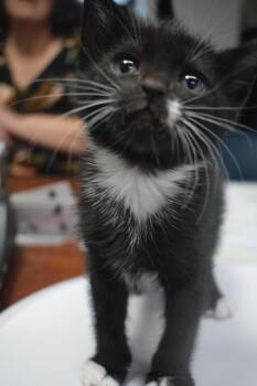 Isabella -  Domestic Short Hair Cat for Adoption in Pahrump, Nevada - Isabella | PetCurious
