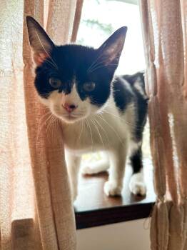 Domestic Short Hair Cats Available for Adoption - Monroe | PetCurious