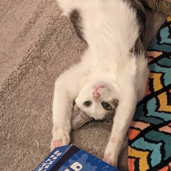 Rescue Domestic Short Hair Cats for Adoption - Pearl Bonded To Simon | PetCurious