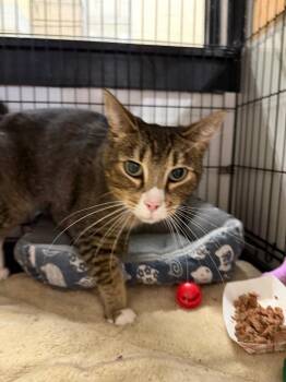 Squirt -  Domestic Short Hair Cat for Adoption in Lancaster, Pennsylvania - Squirt | PetCurious
