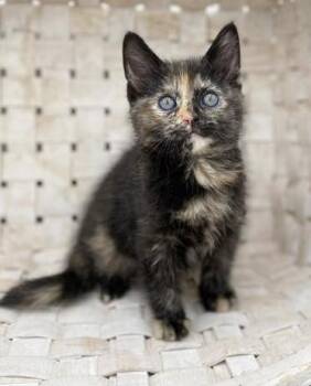 Tortoiseshell Cats Available for Adoption in Bedford Hills, New York - Sassy Will Make Your Life Sweeter For Sure!  SOOO Cute!! | PetCurious