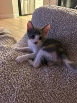 Rescue Domestic Short Hair Cats for Adoption in Bonsall, California - Regina 4886 | PetCurious