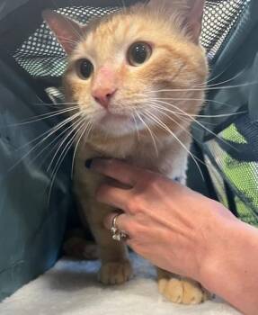 Domestic Short Hair Cats Available for Adoption in Rockwall, Texas - Reese | PetCurious