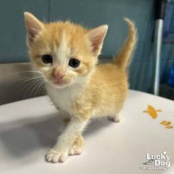 Bitty Orion -  Domestic Short Hair Cat for Adoption in Washington, District Of Columbia - Bitty Orion | PetCurious