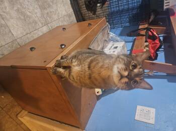 Rescue Domestic Short Hair Cats for Adoption in Youngtown, Arizona - Tiny | PetCurious