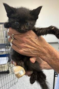 Pollo -  Domestic Short Hair Cat for Adoption in West Memphis, Arkansas - Pollo | PetCurious