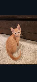 Frito (Carmela