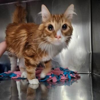 Domestic Long Hair Cats Available for Adoption - Archie | PetCurious