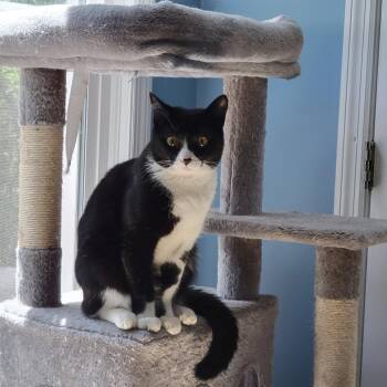 Jingles -  Tuxedo Cat for Adoption in Sanford, North Carolina - Jingles | PetCurious