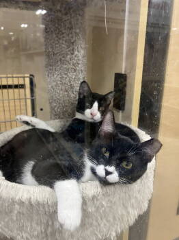 Rescue Domestic Short Hair Cats for Adoption in West Palm Beach, Florida - Zara | PetCurious