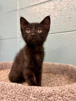 Domestic Short Hair Cats Available for Adoption in Rock Springs, Wyoming - Pesto | PetCurious